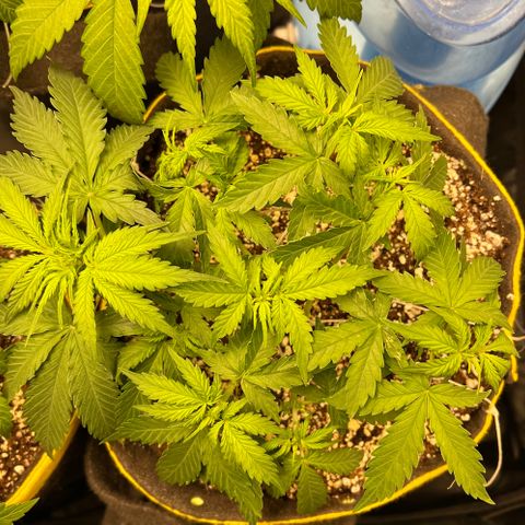 Gorilla Gelato growlog timeline photo
