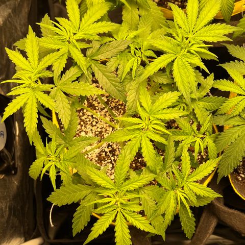 Gorilla Gelato #1 growlog timeline photo