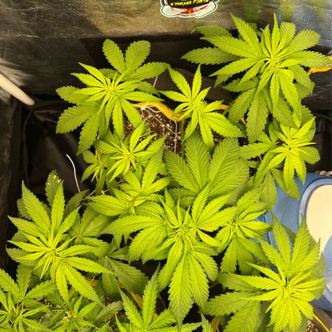 Critical Orange Punch growlog timeline photo