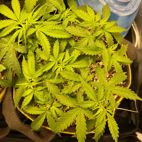 Gorilla Gelato growlog timeline photo