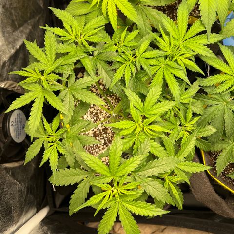 Gorilla Gelato #1 growlog timeline photo