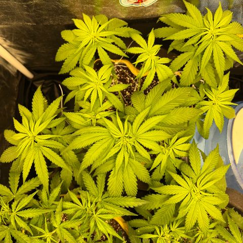Critical Orange Punch growlog timeline photo