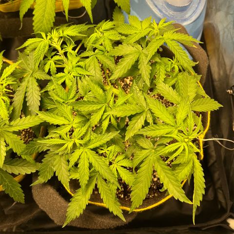Gorilla Gelato growlog timeline photo