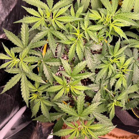 Gorilla Gelato #1 growlog timeline photo