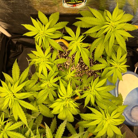 Critical Orange Punch growlog timeline photo