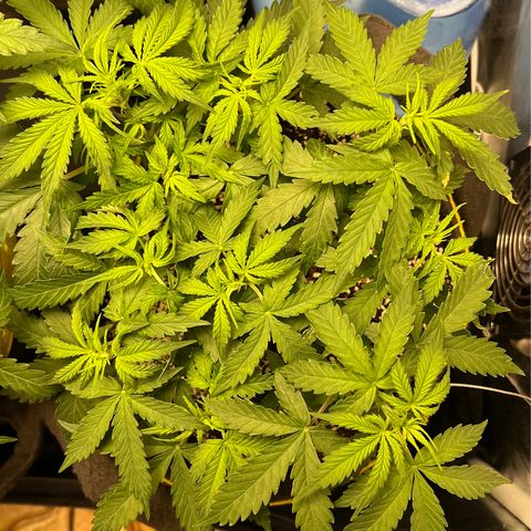 Gorilla Gelato growlog timeline photo
