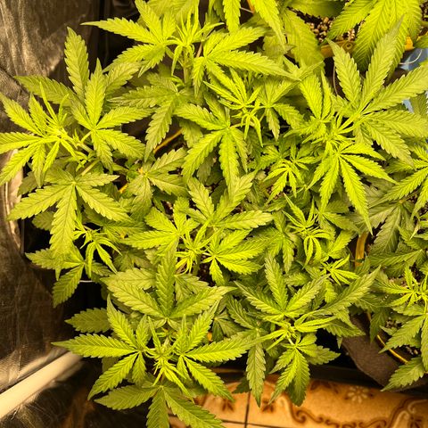 Gorilla Gelato #1 growlog timeline photo