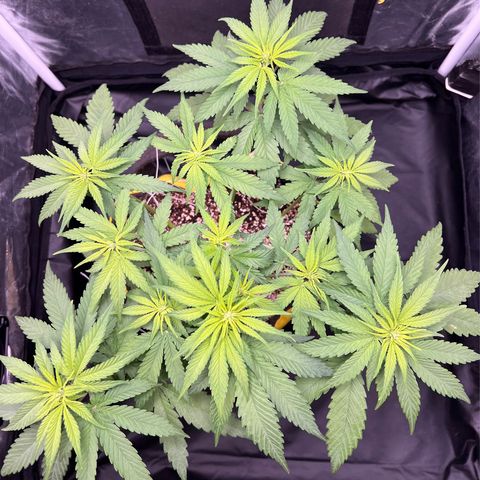 Critical Orange Punch growlog timeline photo