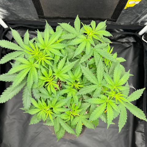 Gorilla Gelato growlog timeline photo