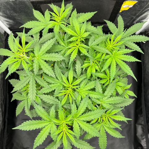 Gorilla Gelato #1 growlog timeline photo