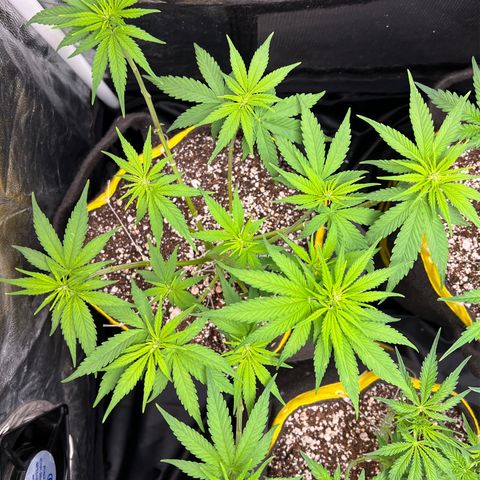 Critical Orange Punch growlog timeline photo