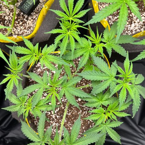 Gorilla Gelato growlog timeline photo