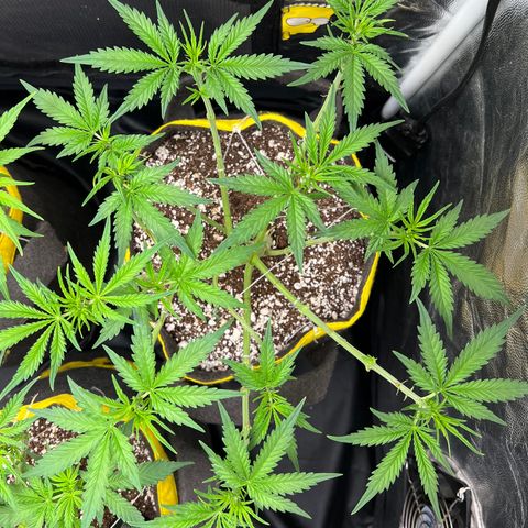 Gorilla Gelato #1 growlog timeline photo