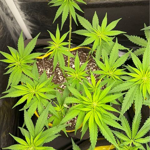 Critical Orange Punch growlog timeline photo