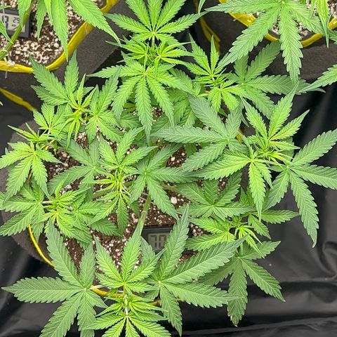 Gorilla Gelato growlog timeline photo