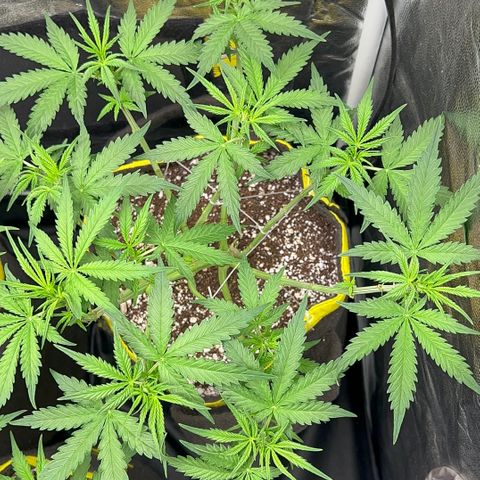 Gorilla Gelato #1 growlog timeline photo
