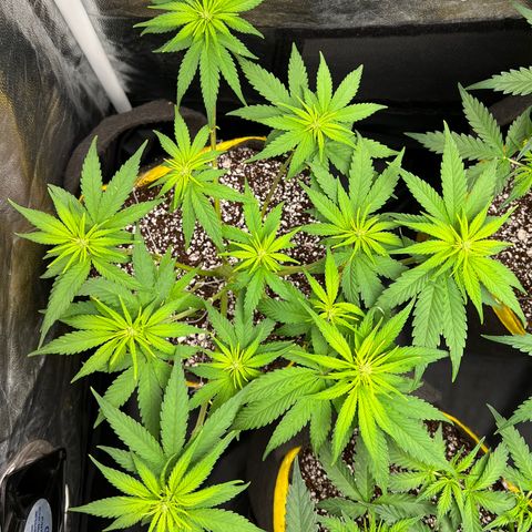 Critical Orange Punch growlog timeline photo