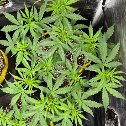 Gorilla Gelato #1 growlog timeline photo
