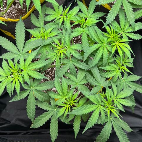 Gorilla Gelato growlog timeline photo
