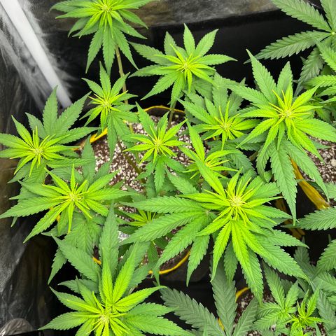 Critical Orange Punch growlog timeline photo
