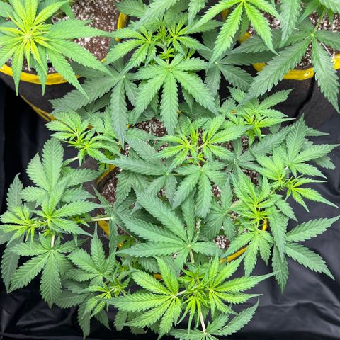 Gorilla Gelato growlog timeline photo