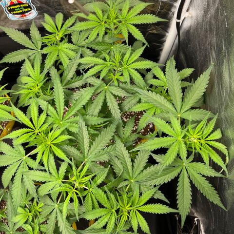 Gorilla Gelato #1 growlog timeline photo