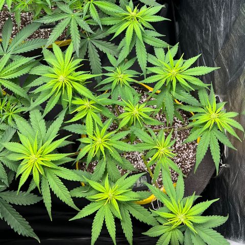 Critical Orange Punch growlog timeline photo