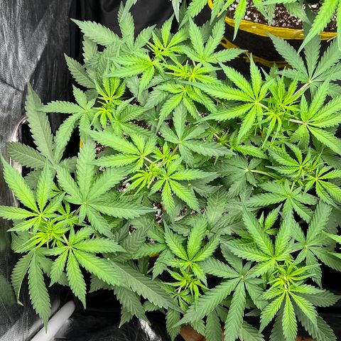 Gorilla Gelato growlog timeline photo