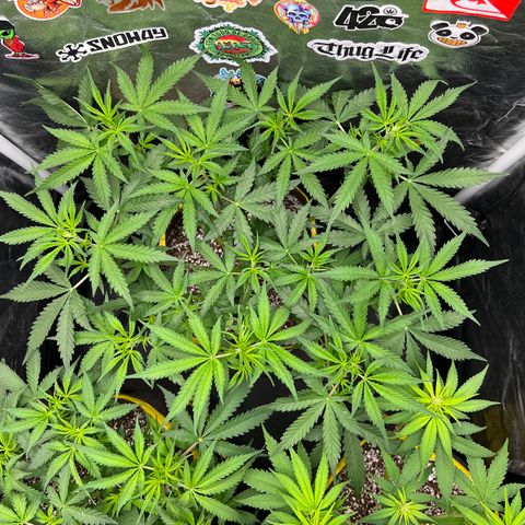 Gorilla Gelato #1 growlog timeline photo