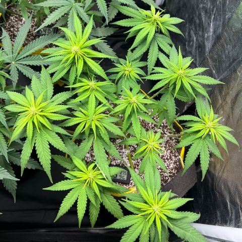 Critical Orange Punch growlog timeline photo