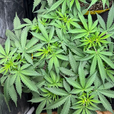 Gorilla Gelato growlog timeline photo
