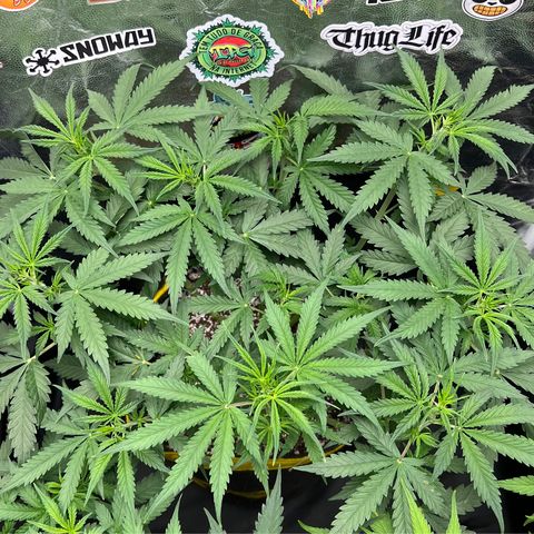 Gorilla Gelato #1 growlog timeline photo