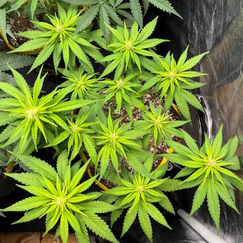 Critical Orange Punch growlog timeline photo