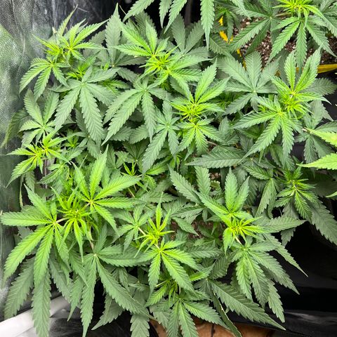 Gorilla Gelato growlog timeline photo