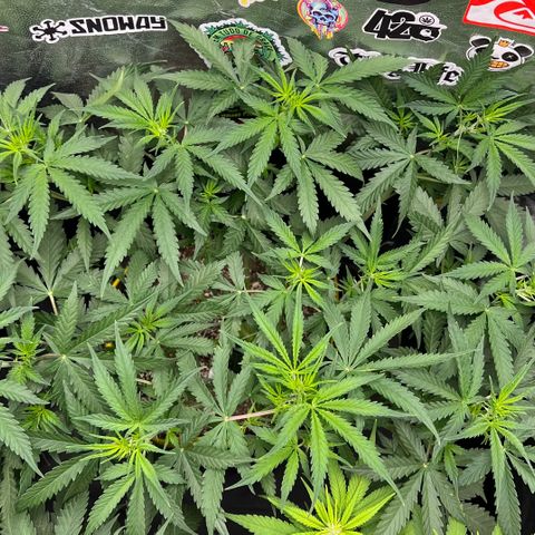 Gorilla Gelato #1 growlog timeline photo