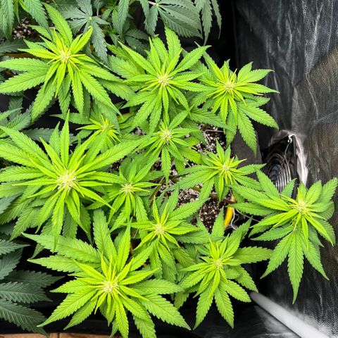 Critical Orange Punch growlog timeline photo