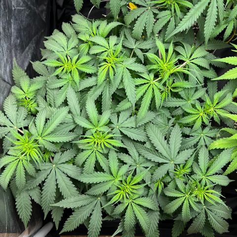 Gorilla Gelato growlog timeline photo
