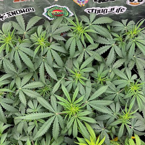 Gorilla Gelato #1 growlog timeline photo