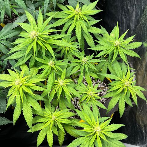 Critical Orange Punch growlog timeline photo