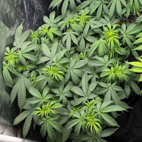 Gorilla Gelato growlog timeline photo