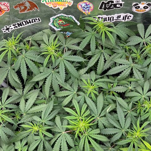 Gorilla Gelato #1 growlog timeline photo