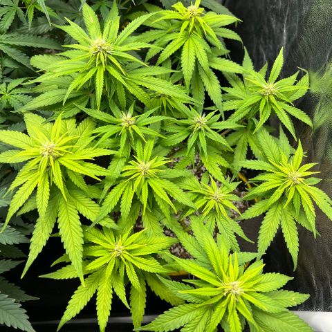 Critical Orange Punch growlog timeline photo
