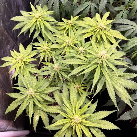 Critical Orange Punch growlog timeline photo