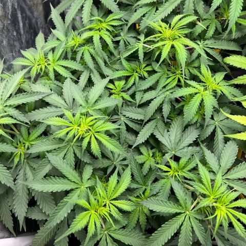 Gorilla Gelato growlog timeline photo