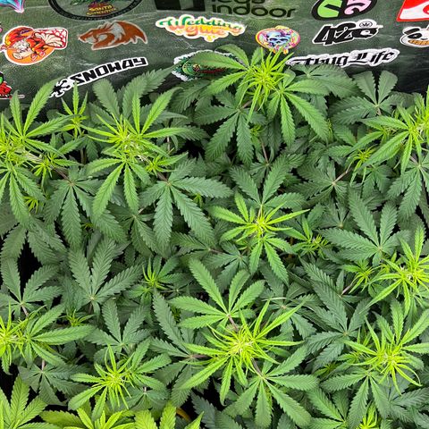 Gorilla Gelato #1 growlog timeline photo