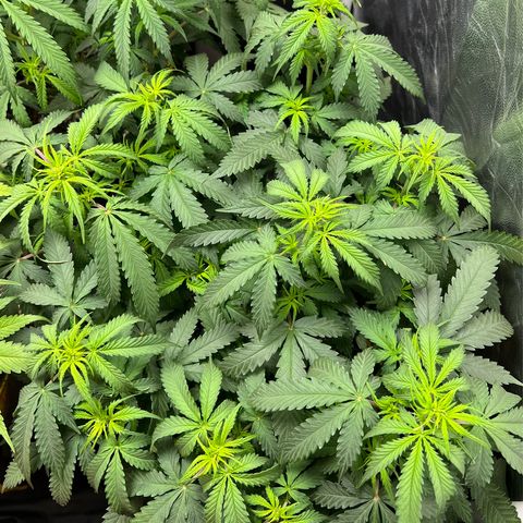 Gorilla Gelato growlog timeline photo