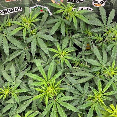 Gorilla Gelato #1 growlog timeline photo