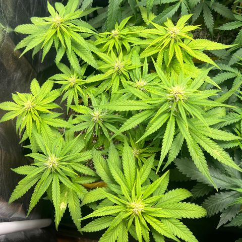 Critical Orange Punch growlog timeline photo