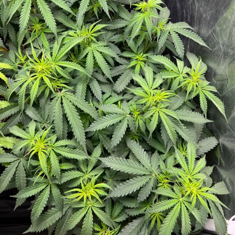 Gorilla Gelato growlog timeline photo