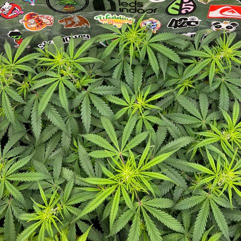 Gorilla Gelato #1 growlog timeline photo